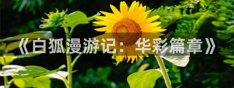 恋爱暴君樱花动漫